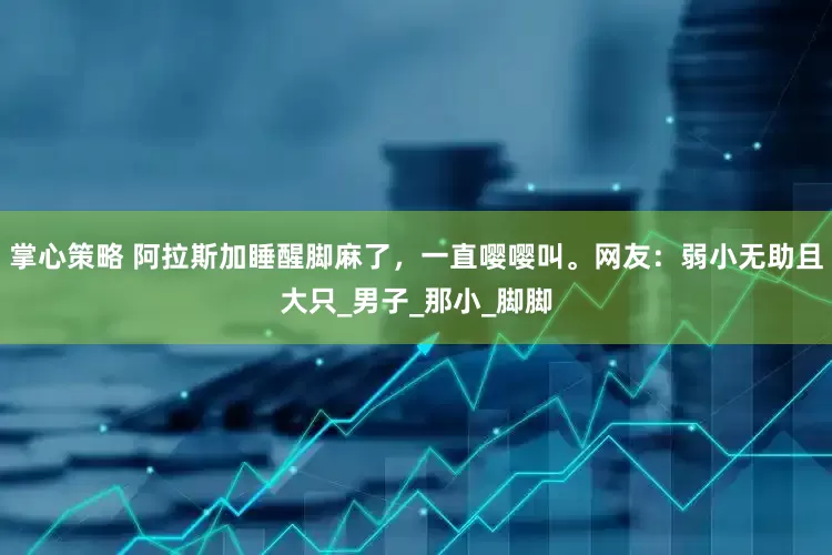 掌心策略 阿拉斯加睡醒脚麻了，一直嘤嘤叫。网友：弱小无助且大只_男子_那小_脚脚