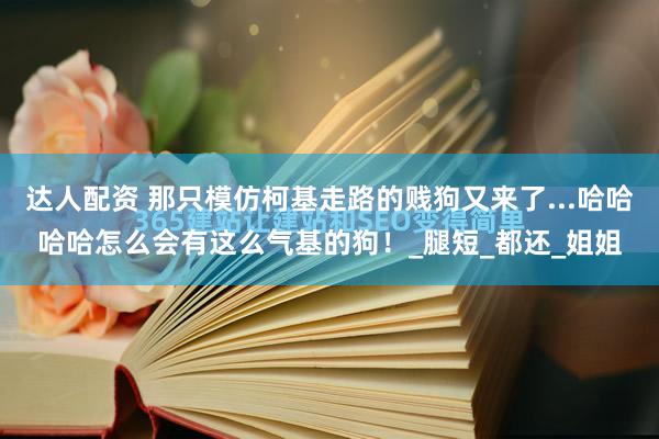 达人配资 那只模仿柯基走路的贱狗又来了...哈哈哈哈怎么会有这么气基的狗！_腿短_都还_姐姐